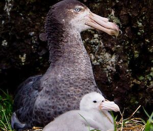 An adult northern giant petrel with its chick lying on the nest
