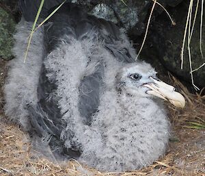 A northern giant petrel chick on its nest