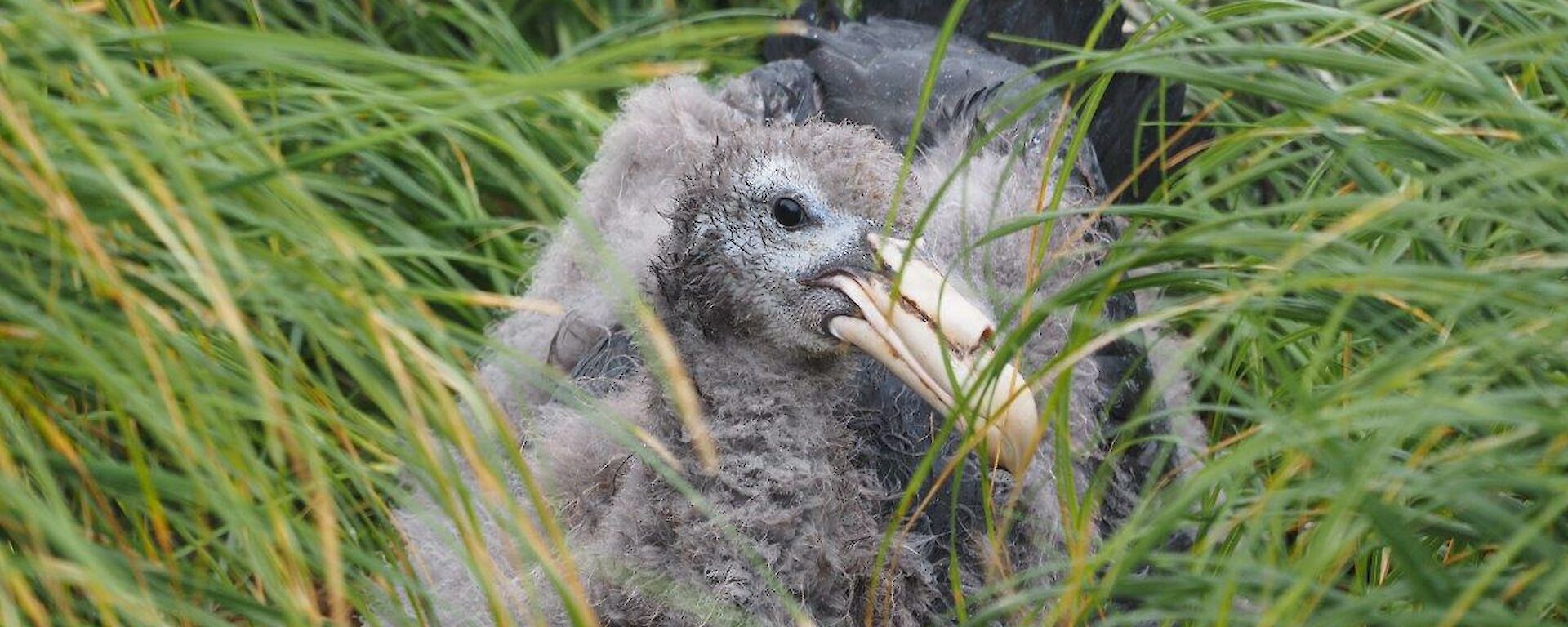 a northern giant petrel chick lying on its nest in the tussocks