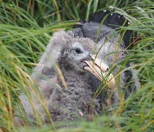 a northern giant petrel chick lying on its nest in the tussocks