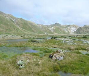 A picture of very green featherbed, which the northern giant petrels like to nest in
