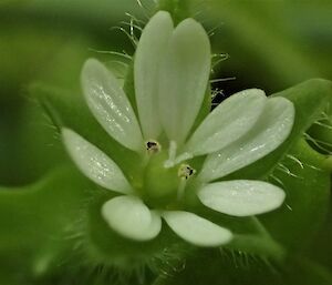A picture of a Stellaria flower. Each flower, of which there can be hundreds on a single plant, will release 8–10 seeds.