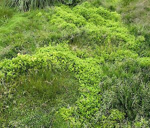 A picture of a Stellaria plant which In some creeks and valleys can become locally dominant.