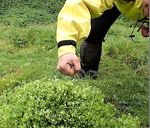 A woman pretending to be angry with a Stellaria plant after measuring about 350 of them.