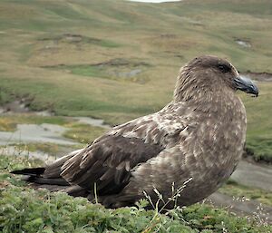 A picture of a Skua. Skuas appear to be a vector for the spread of Stellaria around certain parts of the island.