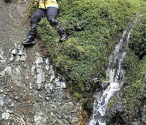 A woman negotiates a short descent into yet another Stellaria infested stream.