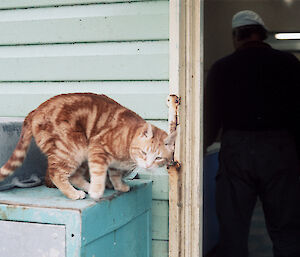 A picture of a cat near the door of the station building