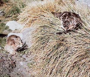 A picture of feral cats in the tussock grass