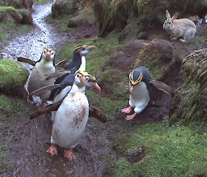Royal penguins crossing a creek with a rabbit watching on