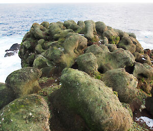 Rabbit damage on mossy rock cliffs