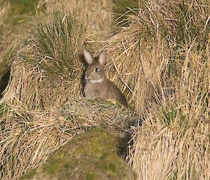 A rabbit in the grassy slopes on Macquarie Island