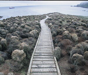 The tourist boardwalk at Sandy Bay showing tussock grasses degraded by rabbit grazing pressure prior to the Macquarie Island Pest Erradication project