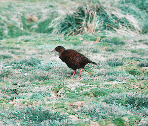 Weka (flightless bird) on grass