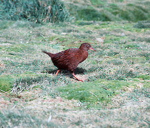 A weka bird on the grass. Weka are a flightless bird.