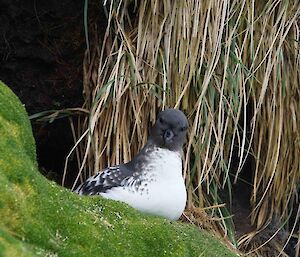 An adult cape petrel investigates a new arrival in its breeding area