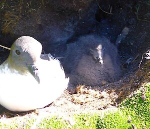 Adult bird guarding it’s chick