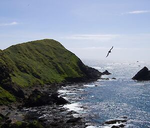 Cape Petrel breeding area on North Head, a view of some coastline