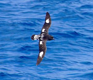 Cape Petrel flying over the southern ocean