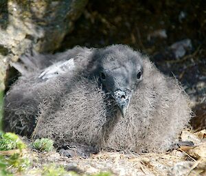 Chick staying cool sitting on its nest in partial shade