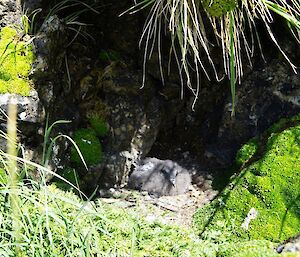 Chick tucked away on its nest under a tussock