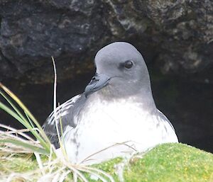 Cape petrel adult enjoying the view from it’s ledge