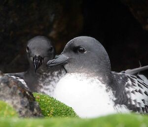 Cape petrel pair prepare for the breeding season ahead