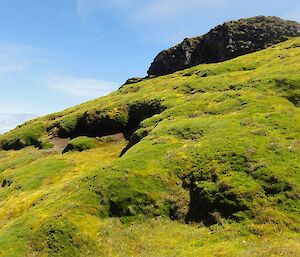 Mt Stibbs Azorella special management area has green vegetation