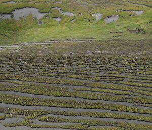 Azorella terraces, which are long lines of vegetation