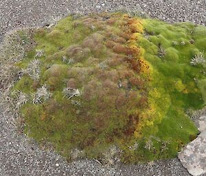 Azorella showing evidence of dieback