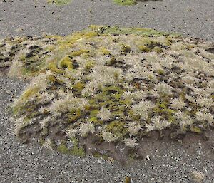 Another example of an Azorella plant suffering from dieback, the plant is not green and has brown patches on it