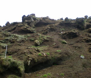 Vegetation destroyed by rabbit grazing showing bare ground