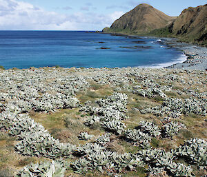 Recovering clusters of vegetation along the coastline