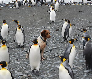 Pest eradication dog, springer spaniel Colin, calmly surrounded by king penguins
