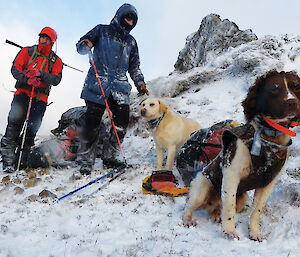 Hunting dogs in the snow on Macquarie Island