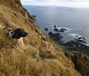 Dog on steep, grassy hill overlooking water and rocks below