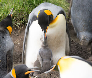 A King penguin chick with its parent at Gadget Gully
