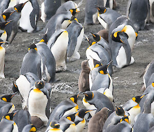 Lots of penguins in the colony at Gadget Gully