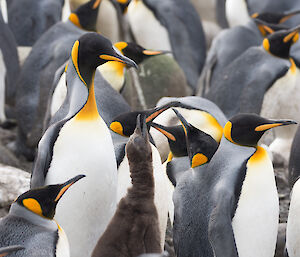 A King penguin chick looking for a meal at Gadget Gully