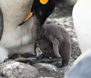 An adult King penguin feeds a chick