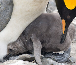 A King penguin chick trying to get under its parent