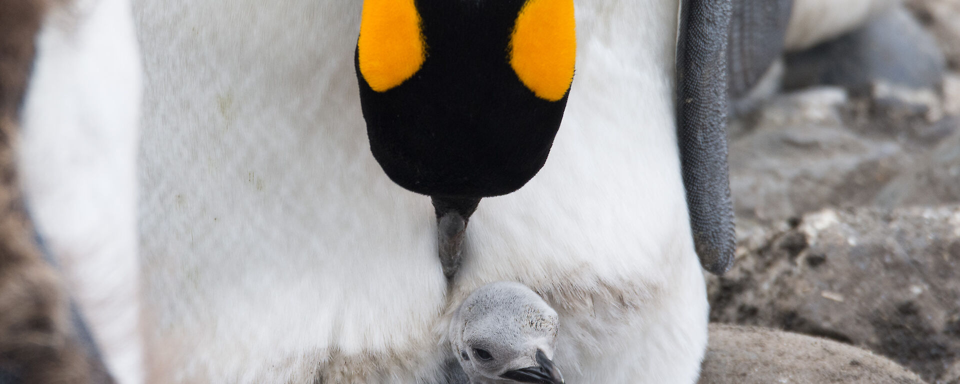 Little king chick under protection of parent