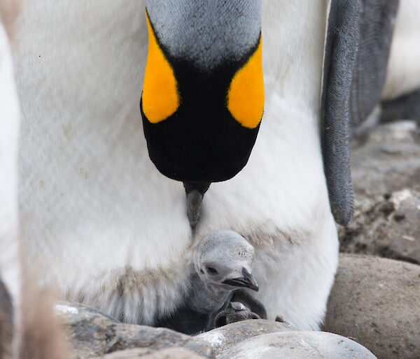Little king chick under protection of parent