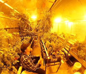 A man contemplates the plants in warmth of the grow lights