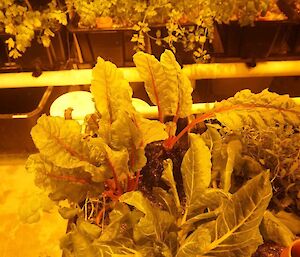 Silverbeet growing in hydroponics