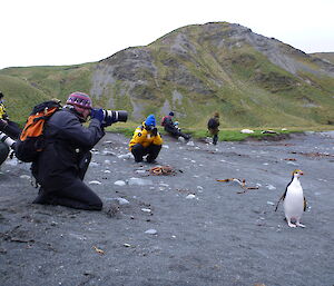 People photographing a penguin