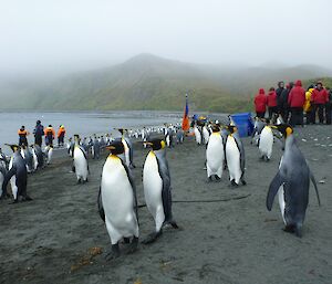 Tourists from the Bremen visit the king penguins at Sandy Bay
