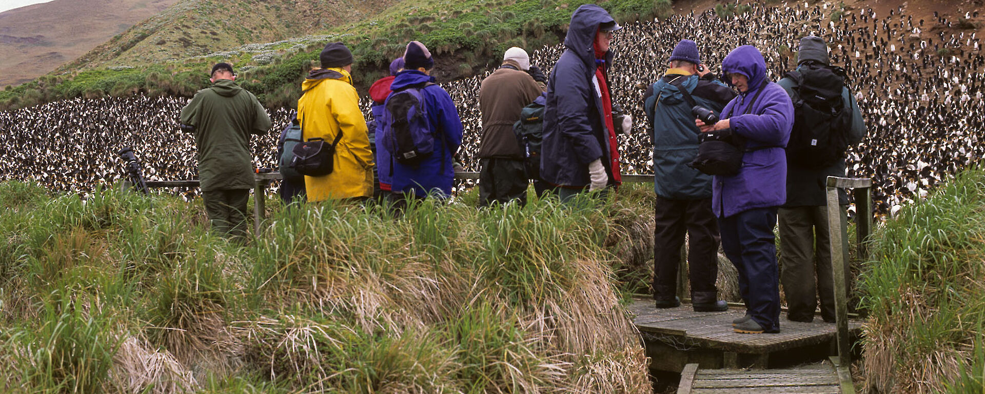 The Sandy Bay tourist platform and surrounding vegetation in 2000, which shows dead vegetation