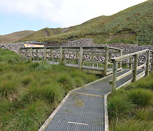 The Sandy Bay tourist platform and surrounding vegetation in 2017, showing lush green vegetation on both sides of the platform
