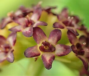 Close up of Stilbocarpa polaris flower