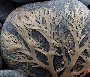 Seaweed laid up against a beach cobble